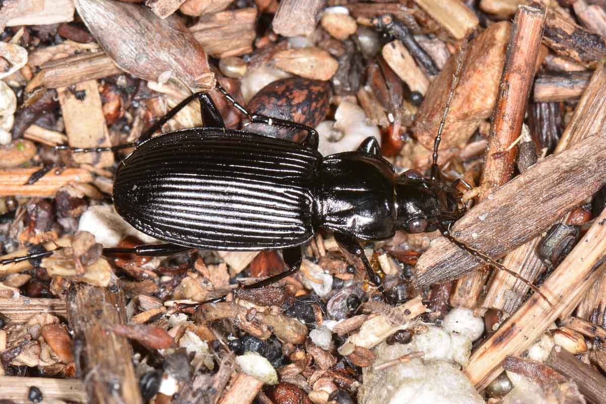 Pterostichus niger - Carabidae